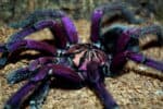 Ecuadorian purple pinktoe tarantula