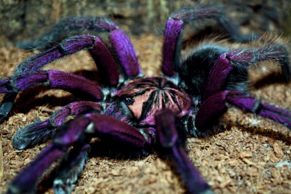 Purple tarantulas are native to Ecuador in South America.