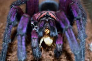 Discover the Top 5 Most Expensive Spiders You Can Buy in 2023 Picture