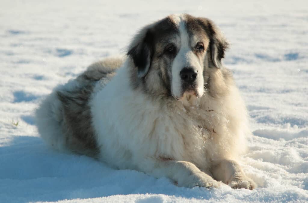 Pyrenean Mastiff