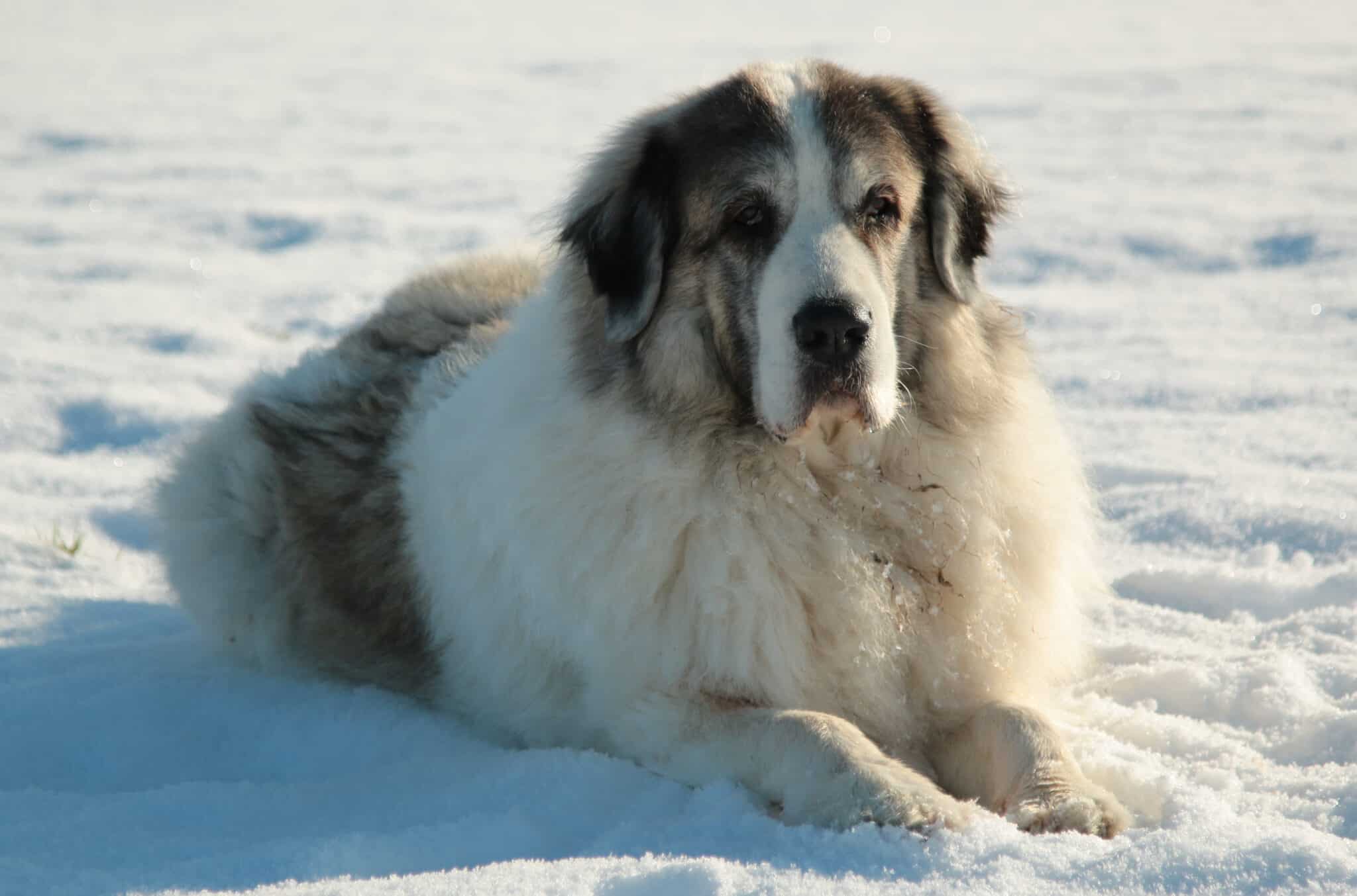 Pyrenean Mastiff Dog Breed Complete Guide - A-Z Animals