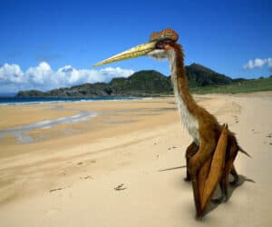 Quetzalcoatlus by johnson mortimer