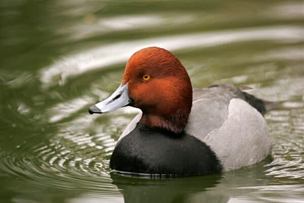 A redhead duck.