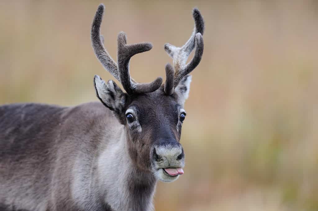 Reindeer with Tongue Sticking Out