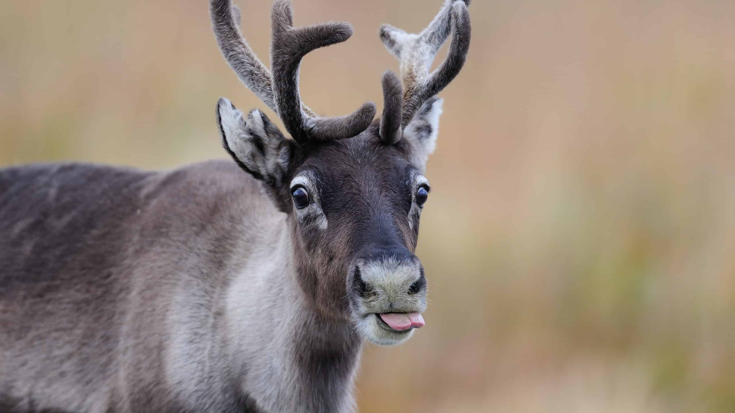 Reindeer with Tongue Sticking Out