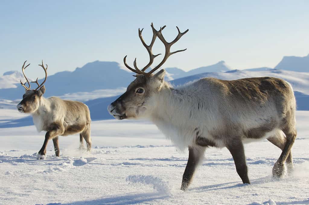 Reindeer in Norway.