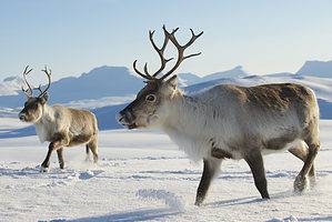 What Is the Largest Reindeer Herd in the Americas? Picture