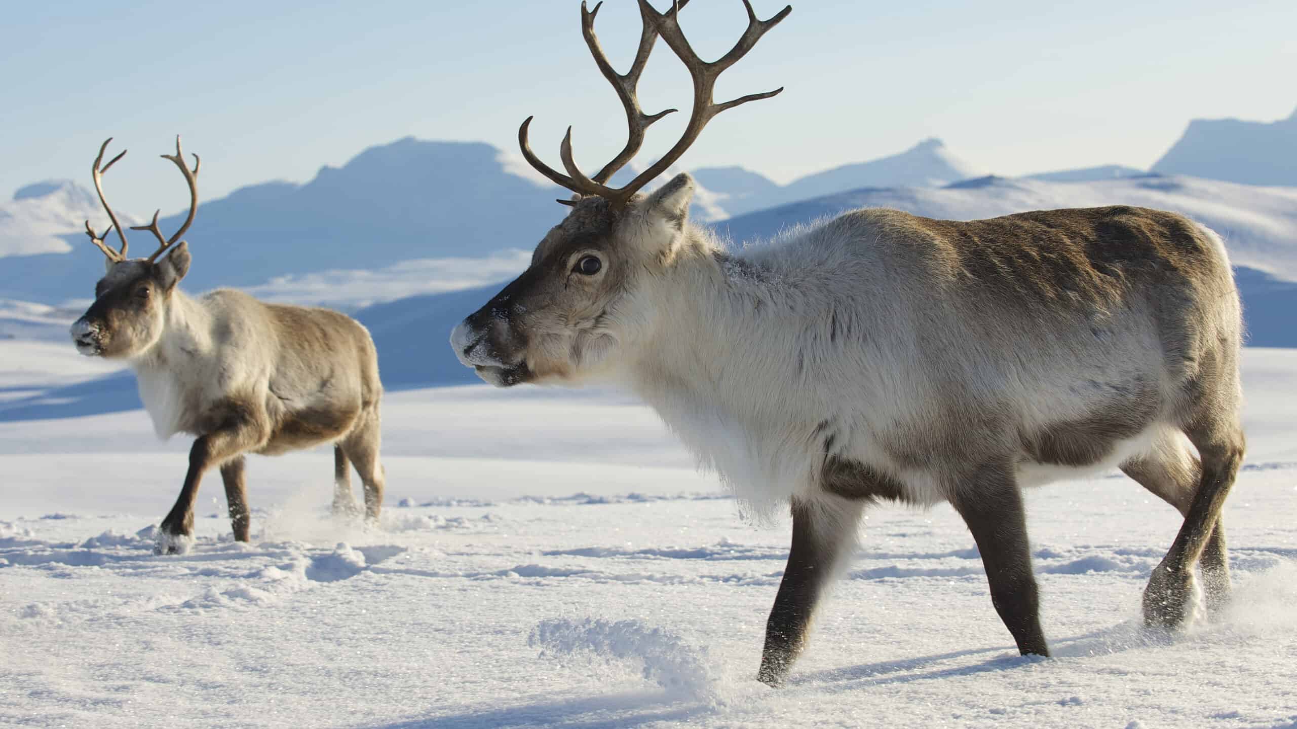 Reindeer in Norway.