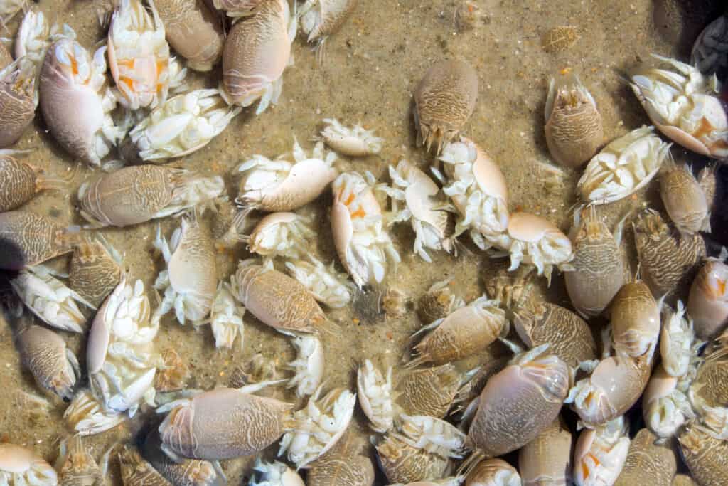 Sand Fleas in a Pile