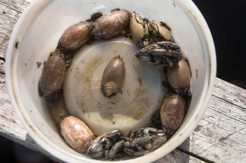 Sand Fleas in a Bucket