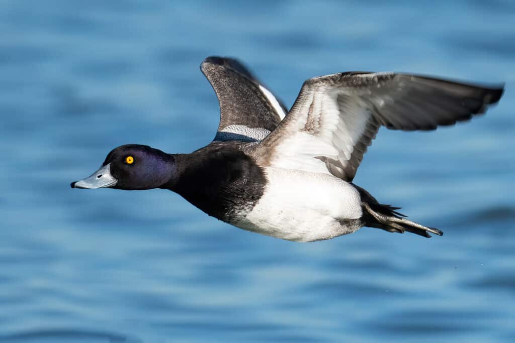 Scaup - A Diving Duck