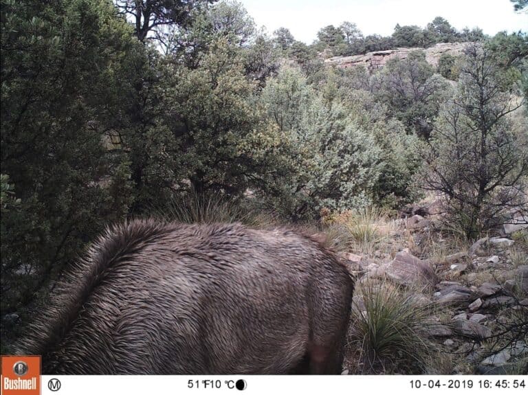 on this photo we can see an elk eating and in the background camouflaged is a lion mountain ready to strike