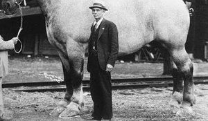 See ‘Sampson’ – The Largest Horse Ever Recorded Picture