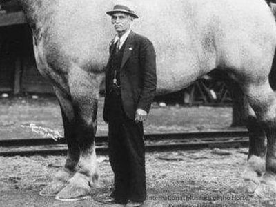 A See ‘Sampson’ – The Largest Horse Ever Recorded