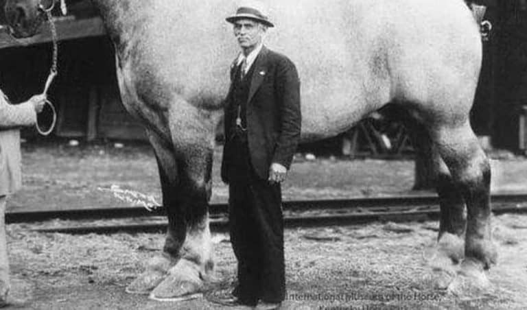Sampson (later renamed Mammoth)[1] was a Shire horse gelding born in 1846 and bred by Thomas Cleaver at Toddington Mills, Bedfordshire, England.