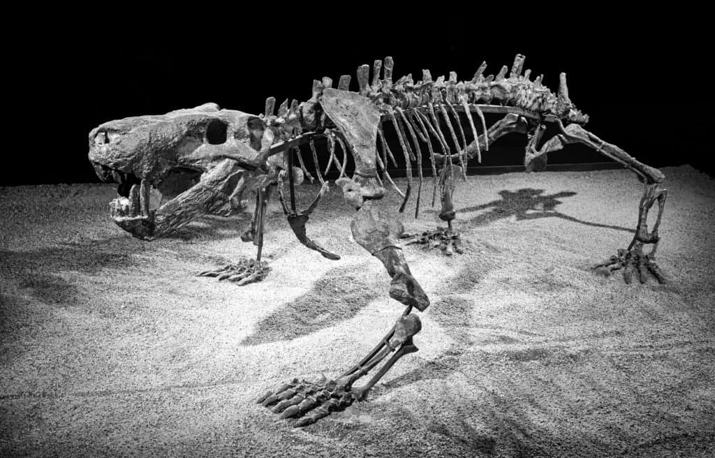 Scutosaurus fossil skeleton