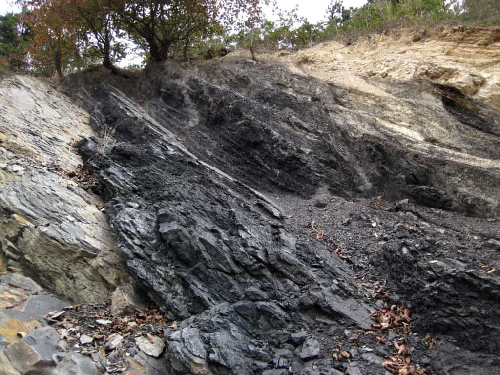 Mississippian-aged coal during the Carboniferous Period.