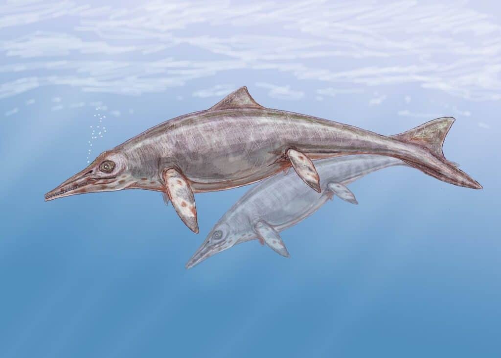 Shastasaurus in the water