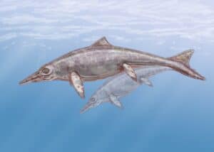 This Ancient Whale Sized Fish Was a “Suction Eater” Without Teeth Picture