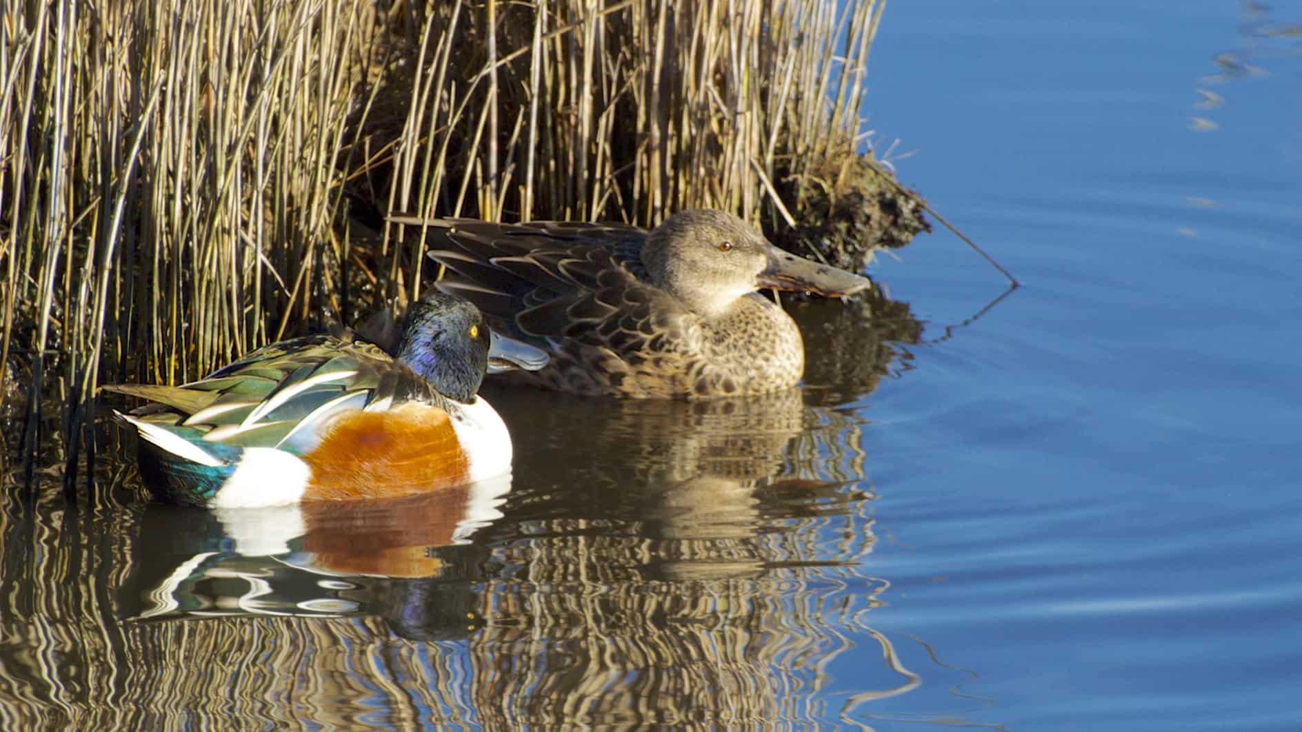 Male and female shoveler ducks