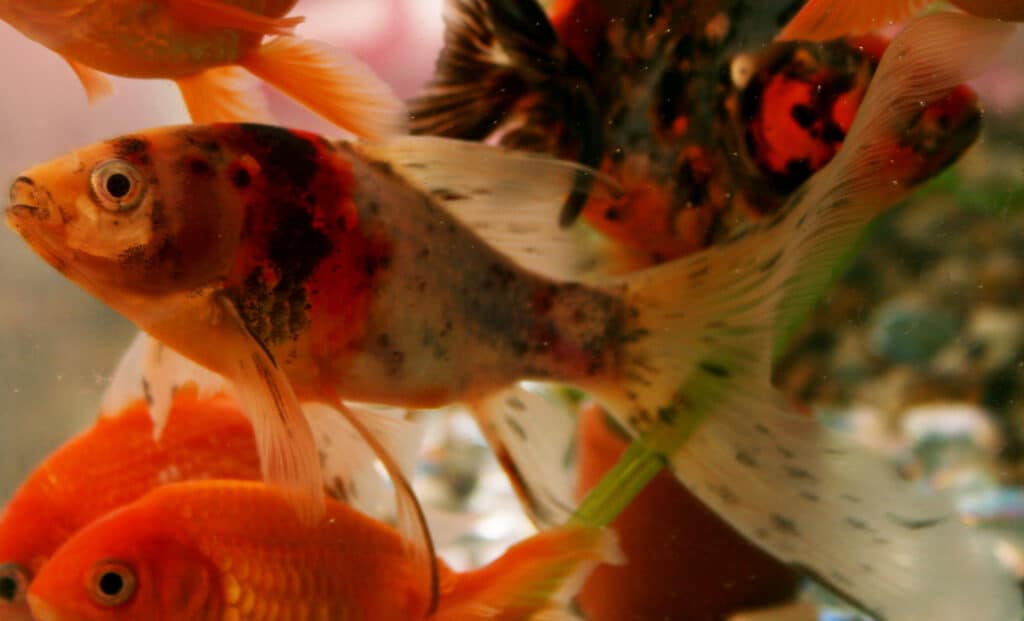 Male shubunkin goldfish