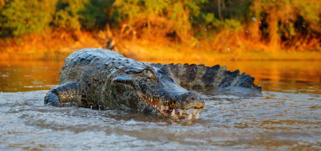 Hermès is exploiting Australian crocodiles