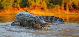 Watch ‘Maximus’ – The Giant Crocodile Dominate His Competition and Steal Their Dinner Picture