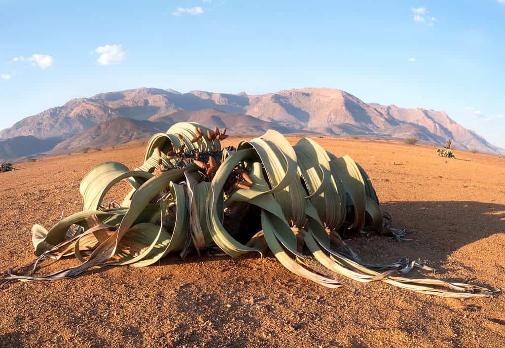 Welwitschia mirabilis in desert