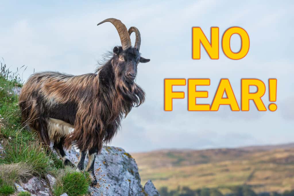 Fearless Goat