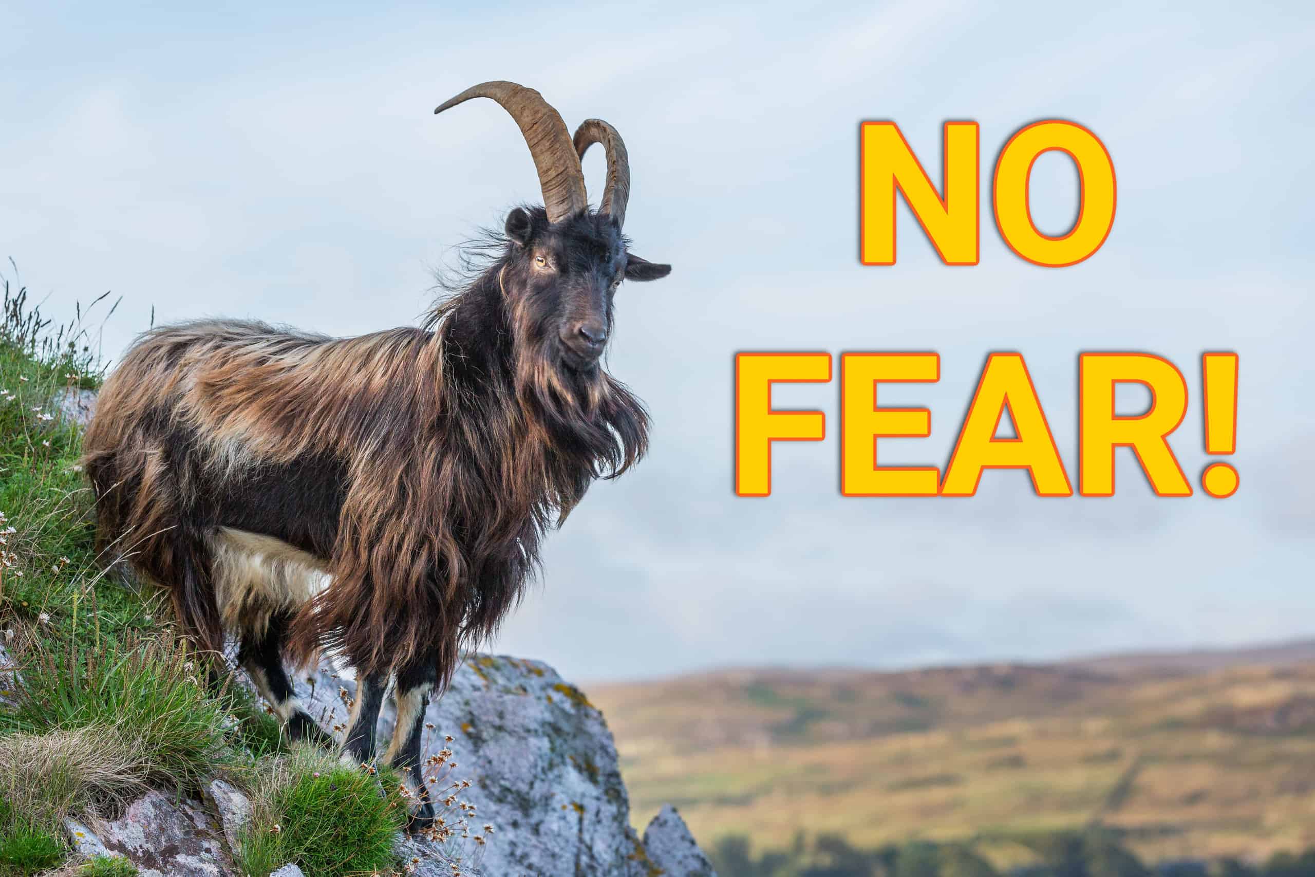 Fearless Goat