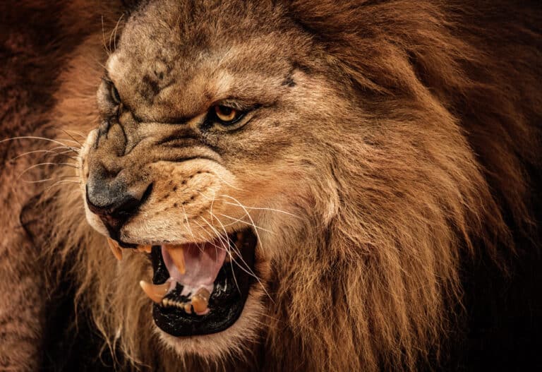 Roaring Lion