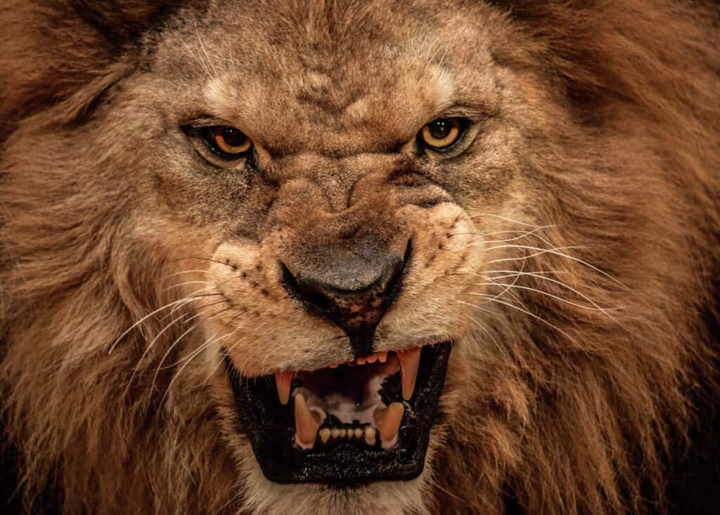 Lion showing teeth