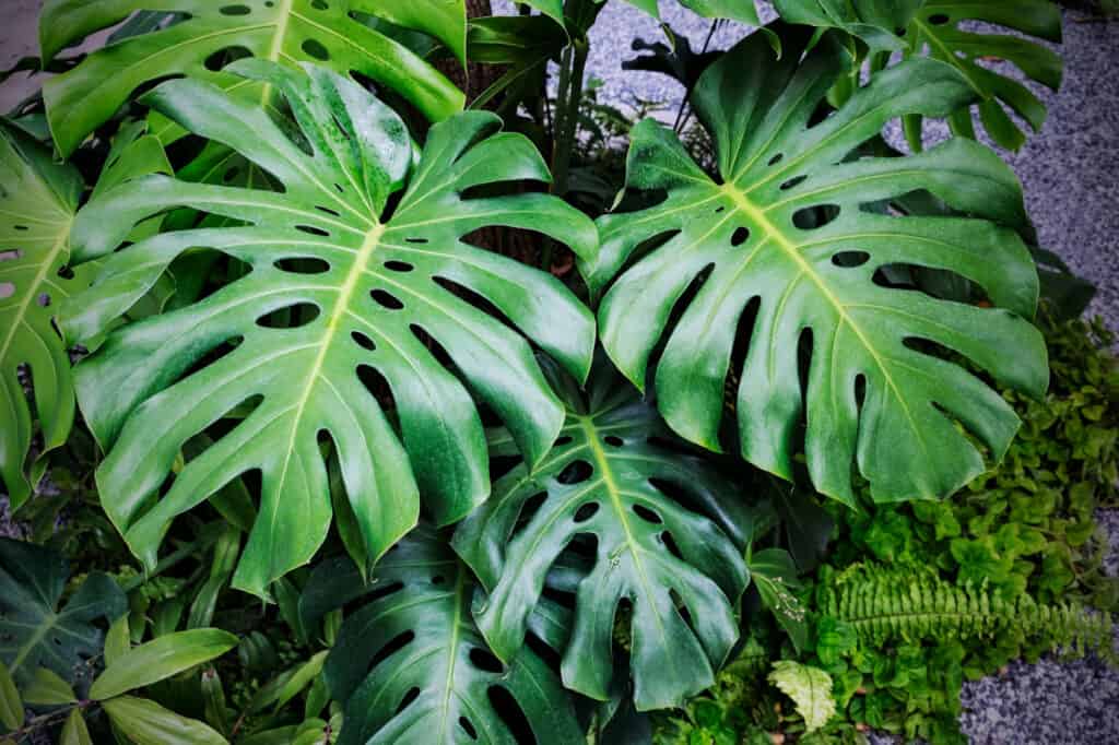 Swiss Cheese Plant vs Monstera