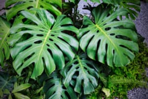 Growing Outdoor Monsteras: Where to Best Plant Monstera Deliciosa Picture