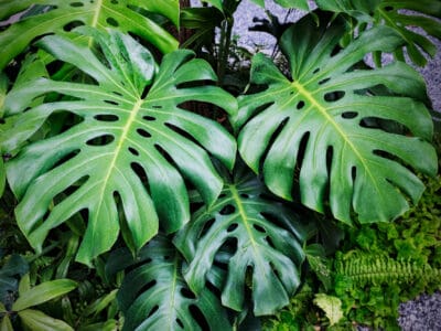 A Growing Outdoor Monsteras: Where to Best Plant Monstera Deliciosa