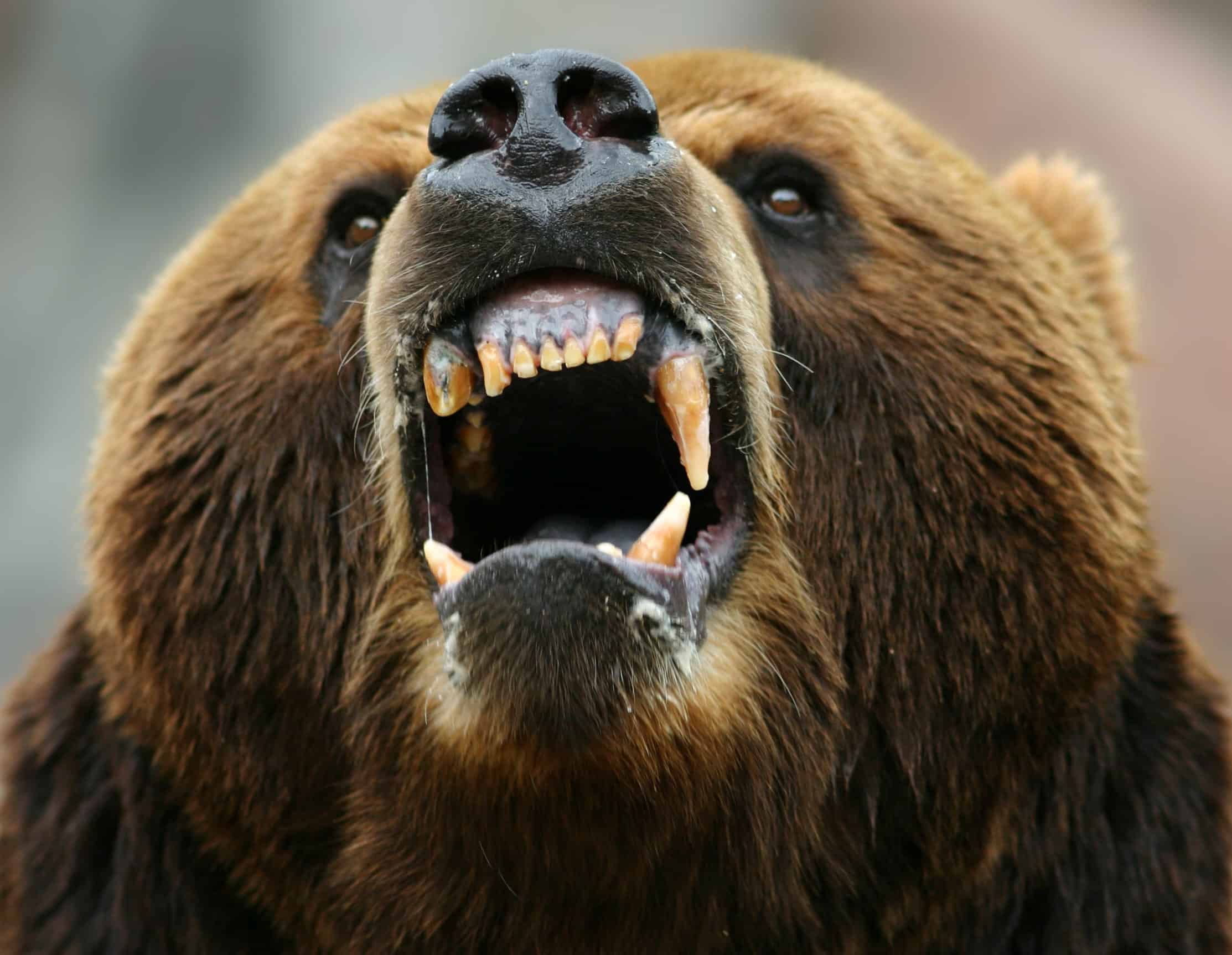 Brown Bear Showing Teeth
