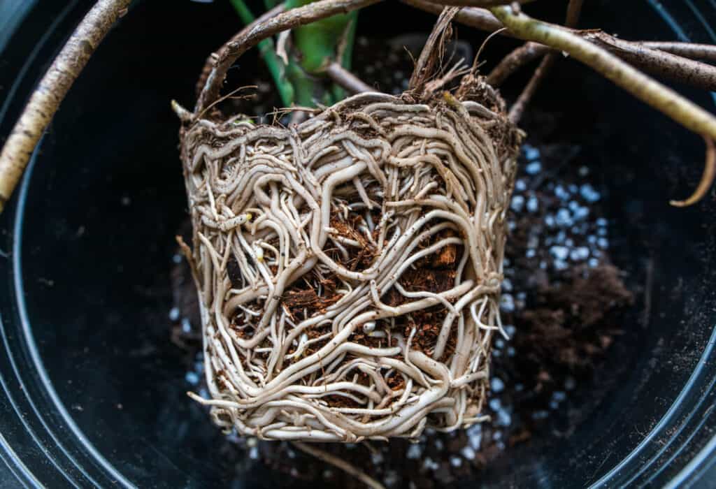 Monstera Roots