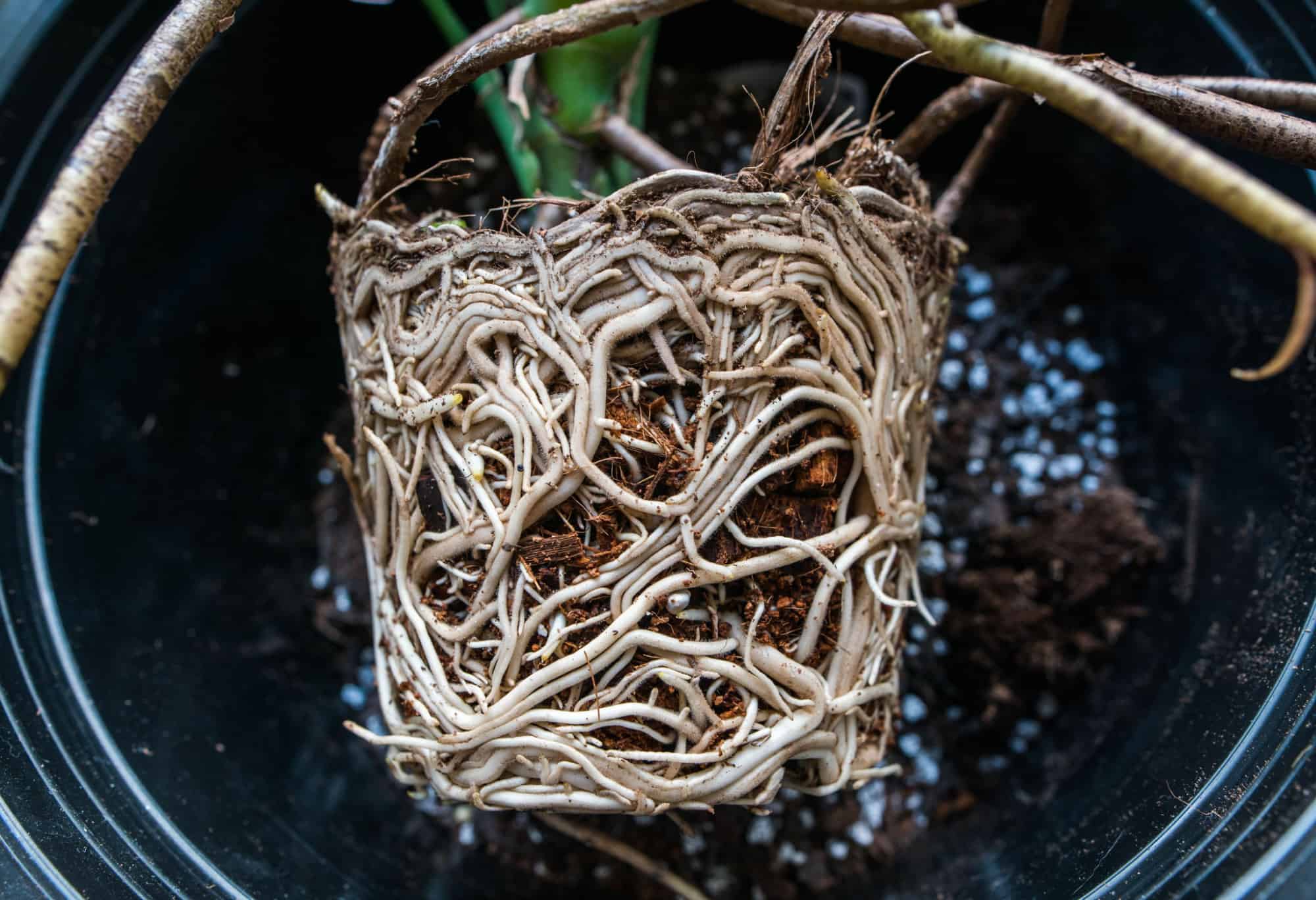 monstera roots closeup