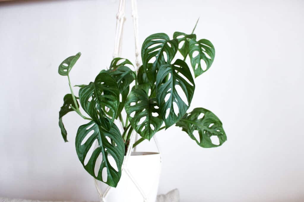 monstera adansonii on white background