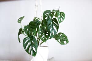 Swiss Cheese Plant: How to Care for This Unique Monstera photo