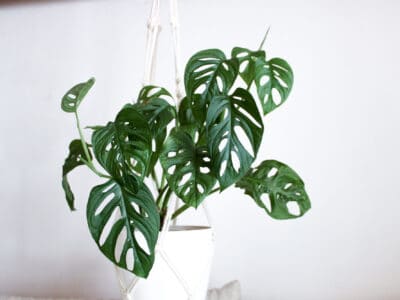 A How Small Are Monstera Houseplants?