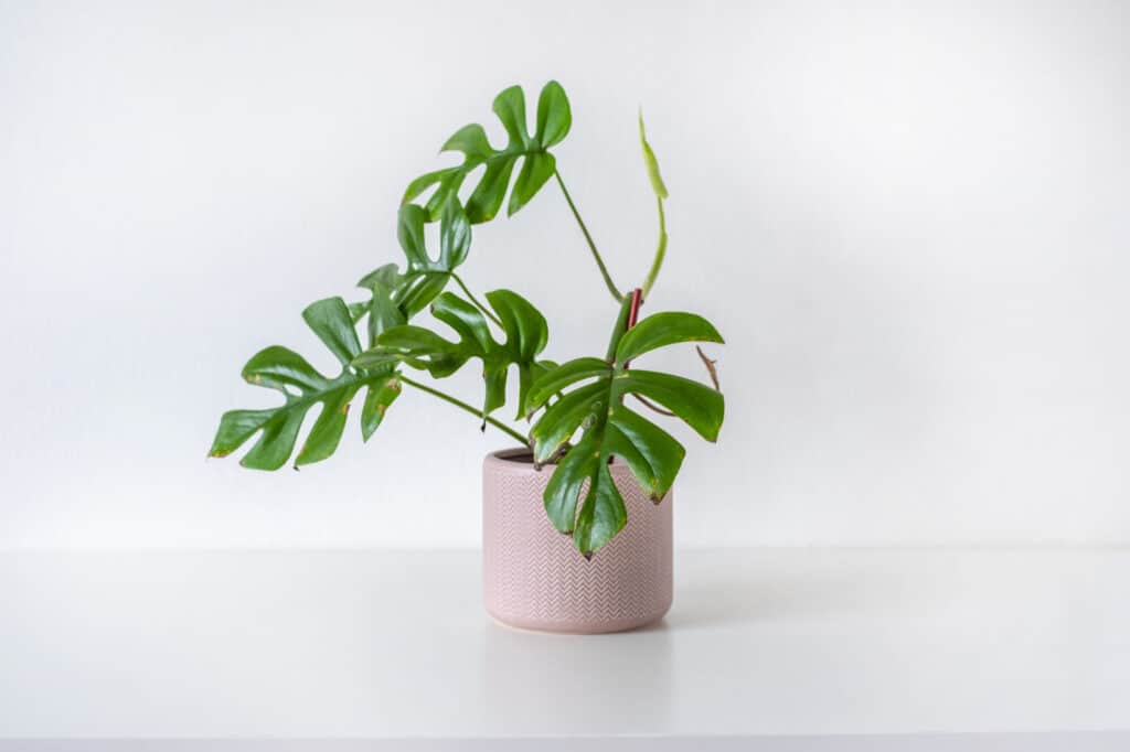 A young mini monstera houseplant with four large = split green leaves in a light pink ceramic pot on a withe surface with a whit background. 