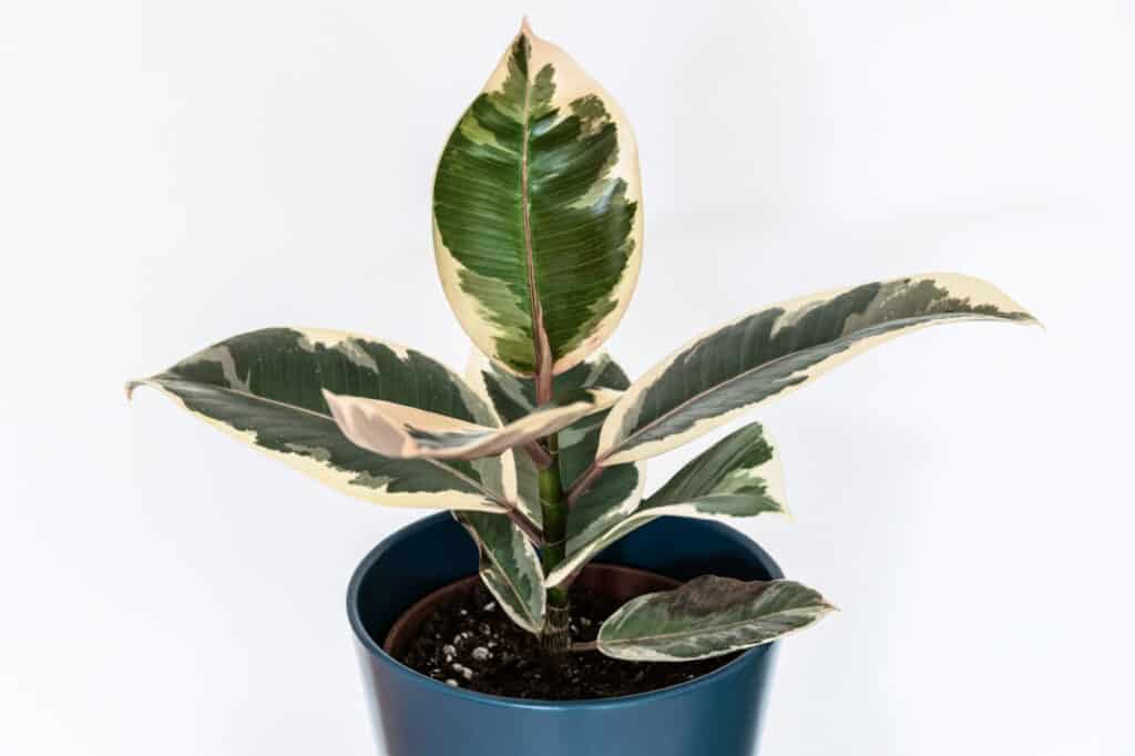 A rubber tree plant with green leaves edged in creamy white. The plant is in a steely blue container.against a white background. 