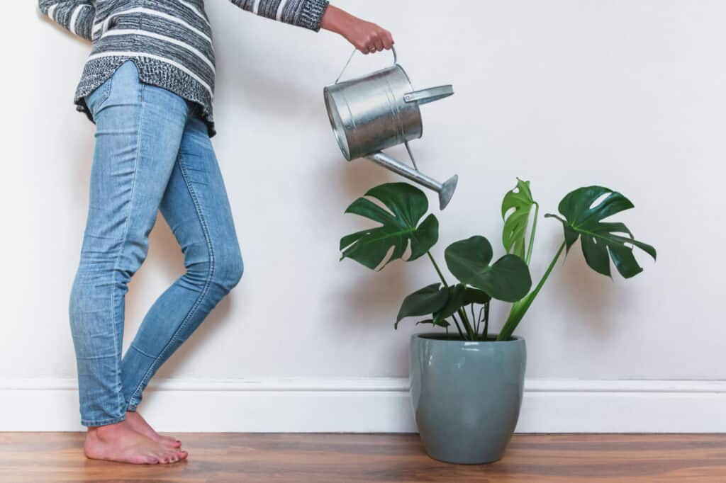 monstera plant getting watered