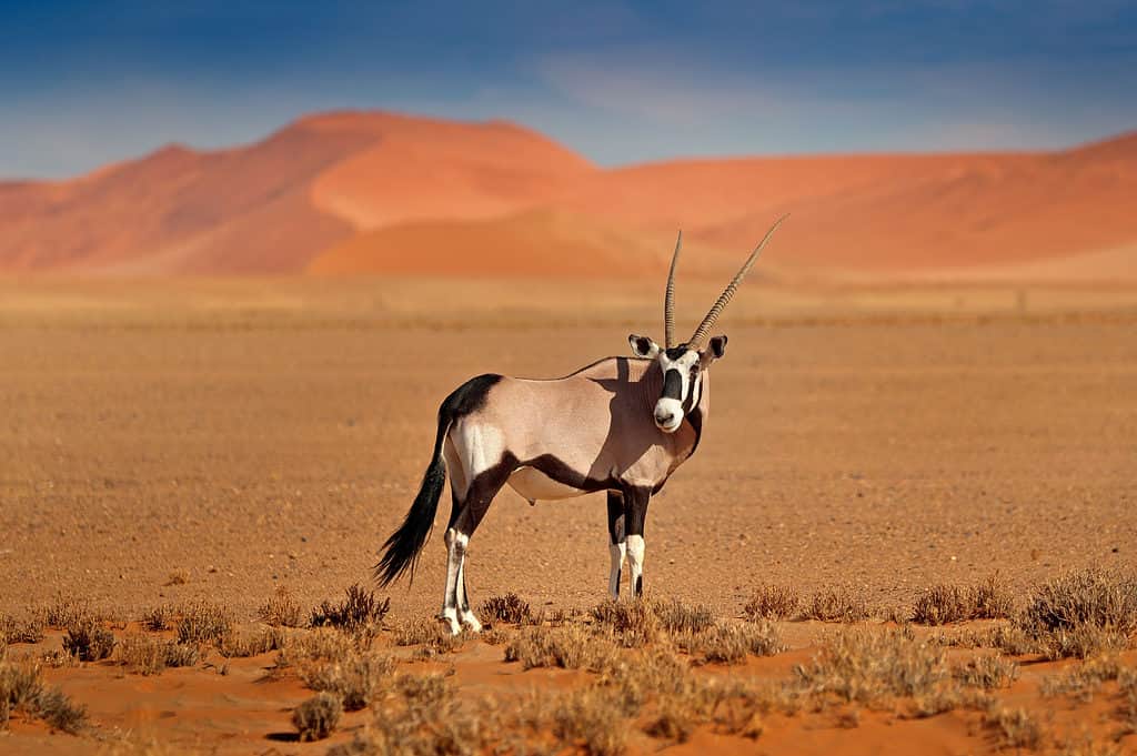 gemsbok in desert