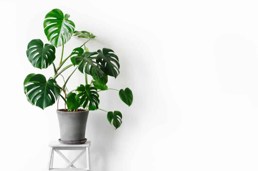 Repot a Monstera