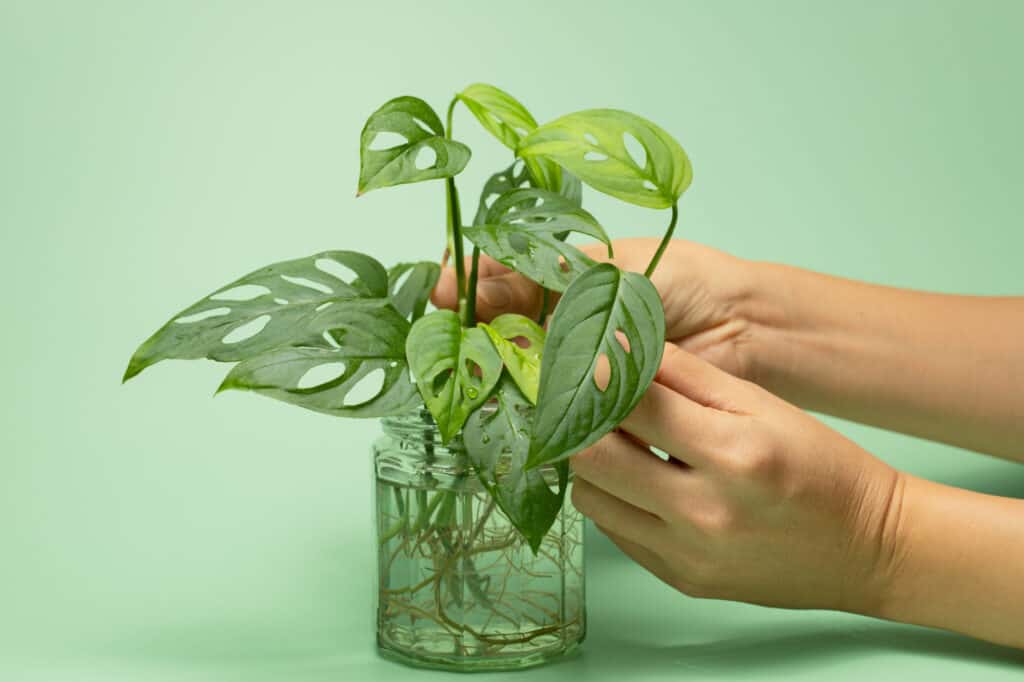 monstera cuttings in water. Propagation.