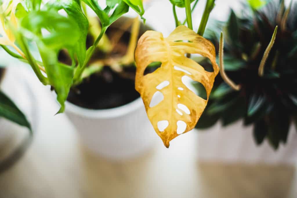 yellow leaf monstera