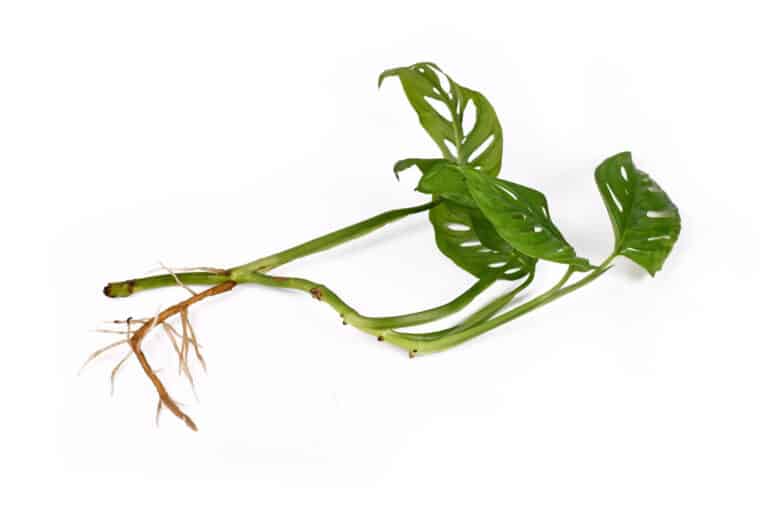 monstera cuttings on white background