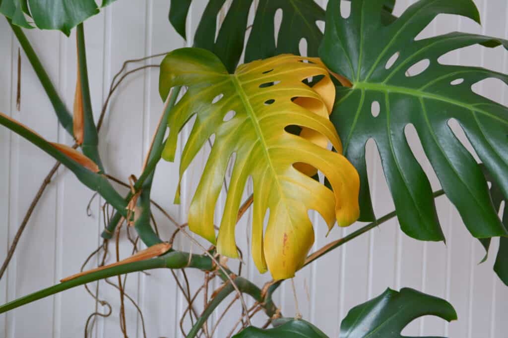 hey guys. i've got thrips. this monstera has had them for a while